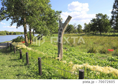 水元公園 白と赤い彼岸花 水元公園 白と赤い彼岸花 70072605