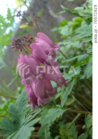 ピンクのハナケマンソウ ピンクのハナケマンソウ 70072829