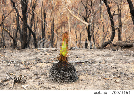 A green plant amongst severely burnt Eucalyptus trees after a bushfire in The Blue Mountains A green plant amongst severely burnt Eucalyptus trees after a bushfire in The Blue Mountains 70073161