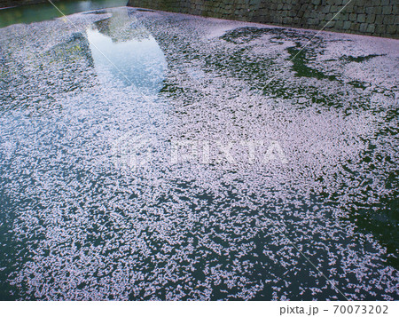 福井県福井市 桜の福井城址 70073202