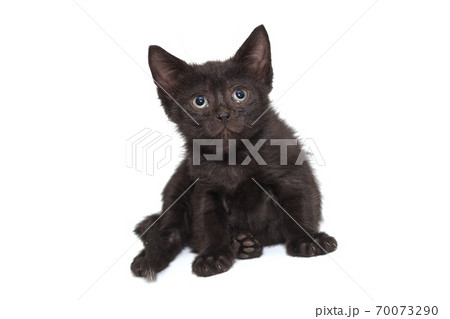 Small black kitten 70073290
