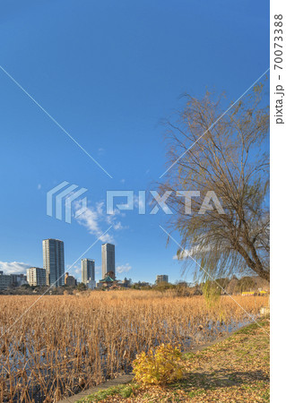 [東京・上野] 寛永寺のしだれ柳と枯れた蓮の不忍池の真ん中に立つ七福神の弁財天を祀る八角形の弁天堂 70073388