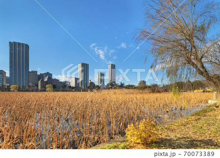 [東京・上野] 寛永寺のしだれ柳と枯れた蓮の不忍池の真ん中に立つ七福神の弁財天を祀る八角形の弁天堂 70073389