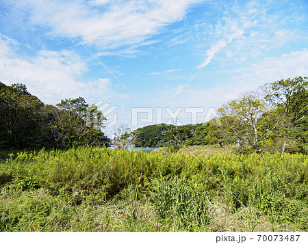 湘南三浦半島の原風景首都圏の随一の湿原小網代の森の秋（湿原地帯編） 70073487