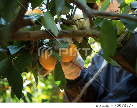 和歌山県 海南市 下津町　蔵出しみかん　収穫 70073577
