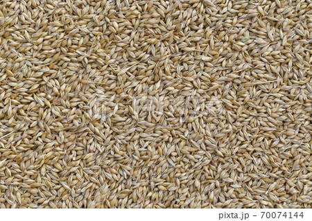 Unprocessed barley grains in husk, in large quantities. Unprocessed barley grains in husk, in large quantities. 70074144