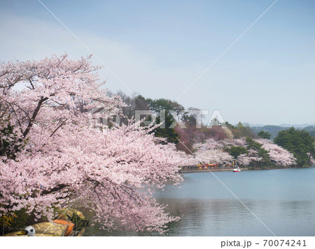 岩手県盛岡市 高松公園の桜 70074241