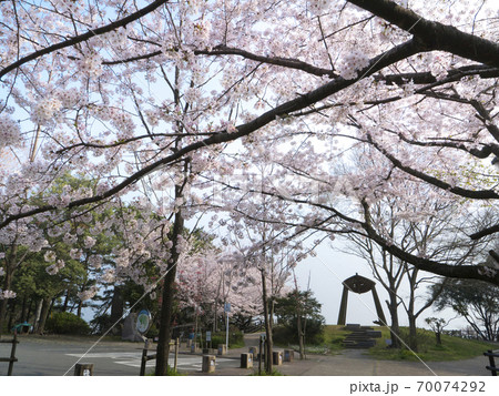 福岡県 西公園の桜の写真素材