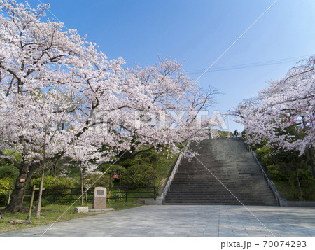 福岡県 西公園の桜の写真素材