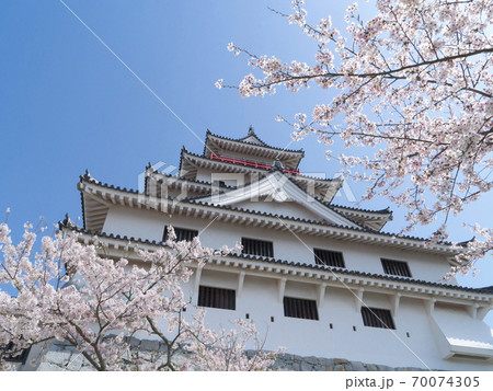 佐賀県　唐津城の桜 70074305
