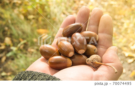 man holding in the palm of acorns that have fallen from oak in the background grass 70074495