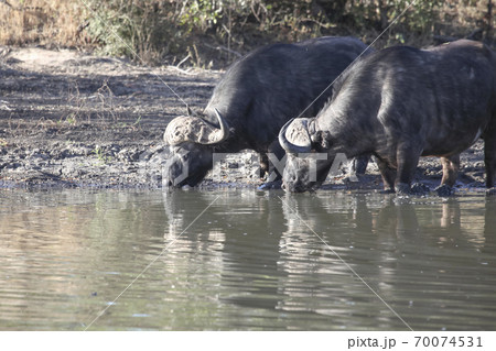 Two old black bulls at a watering hole in the afternoon Two old black bulls at a watering hole in the afternoon 70074531