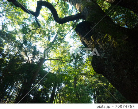 三重県 伊勢神宮 内宮の木々 70074767