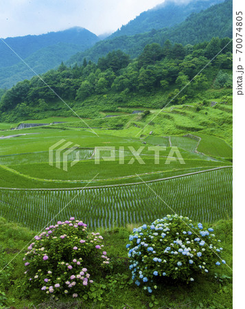 広島県　井仁の棚田（日本の棚田百選） 70074805