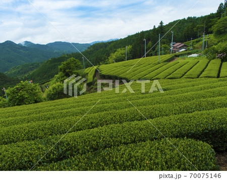 静岡県　大栗安の棚田（日本の棚田百選） 70075146