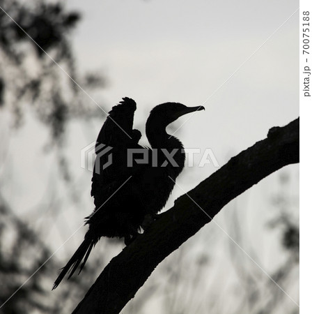 Dark profile of a large cormorant on a branch in the background light. Dark profile of a large cormorant on a branch in the background light. 70075188