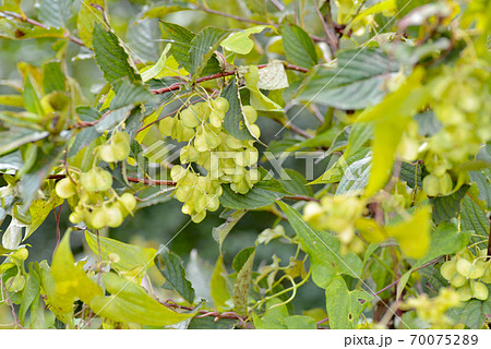 若いオニドコロの実 70075289