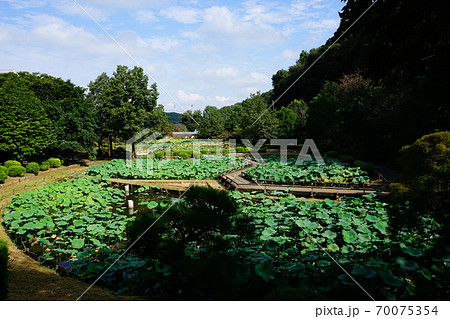 町田薬師池公園の大賀ハス田 70075354
