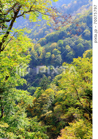 麗しき北アルプス　その2010　：　紅葉の焼岳　その2010   ：　 紅葉と北アルプス　2010 70075797