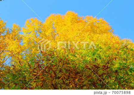 信州の紅葉　その2010　：　　花と植物が織りなす色紙　その2010 70075898