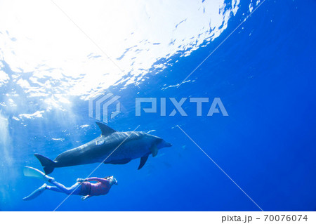 イルカ 70076074