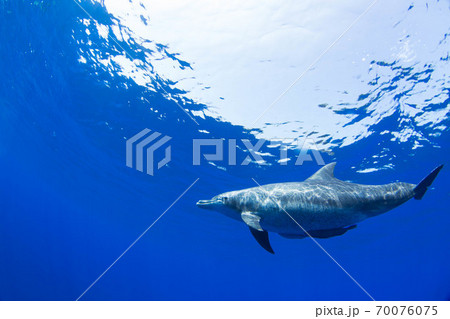イルカ 70076075