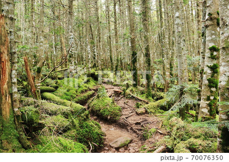 初秋の北八ヶ岳　『にゅう』から中山への縦走路の苔の森 70076350