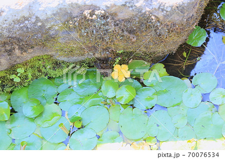 アサザの花 70076534