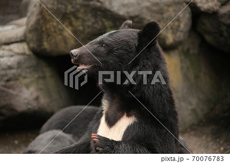 エサをまつクマ牧場のツキノワグマの写真素材 [70076783] - PIXTA
