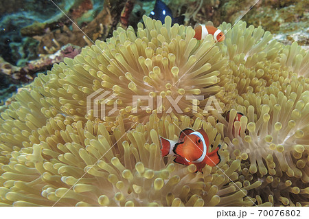 クマノミの写真素材