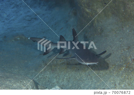 ネムリブカ ネムリブカ 70076872