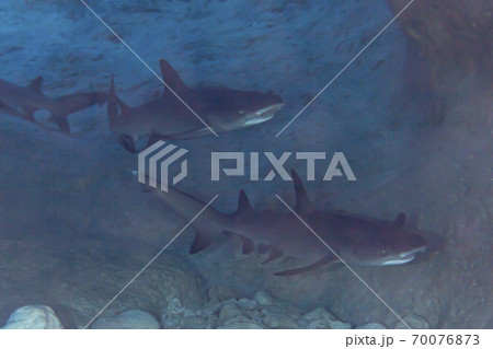 ネムリブカ 70076873