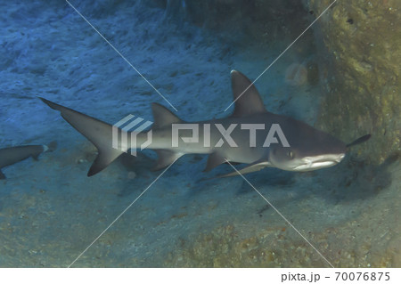 ネムリブカ 70076875