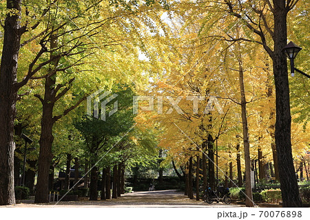 東京都練馬区東京都立城北中央公園の秋の風景 70076898