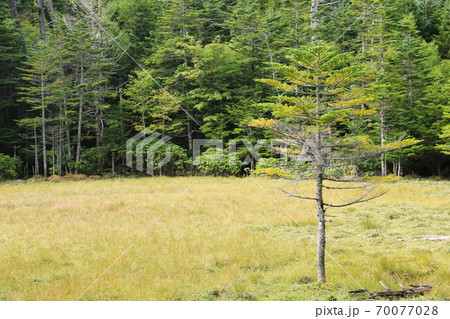 初秋の北八ヶ岳　白駒池の苔の森　白駒湿原　コメツガ 70077028
