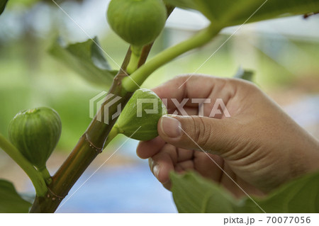 Taking care of the fruit on the fig tree Taking care of the fruit on the fig tree 70077056