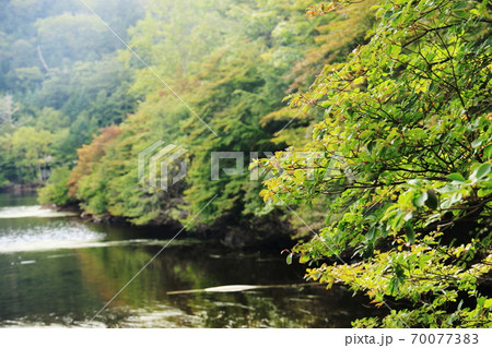 初秋の北八ヶ岳 白駒池がある風景 初秋の北八ヶ岳 白駒池がある風景 70077383