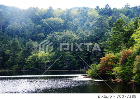 初秋の北八ヶ岳 白駒池がある風景 初秋の北八ヶ岳 白駒池がある風景 70077389