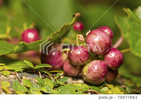 ノブドウ 実 70077661