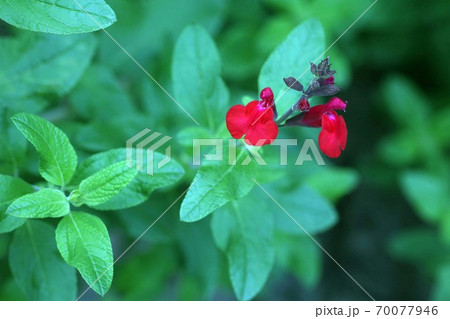 ハーブ 赤いチェリーセージの花の写真素材