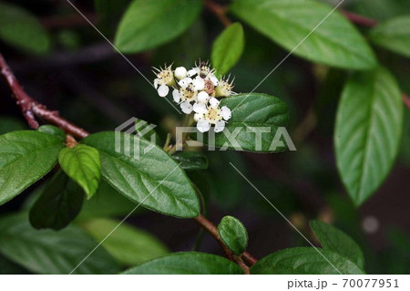 ヒメコウジの白い小花 70077951