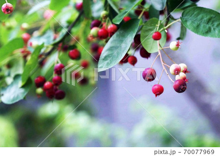 赤く色づき始めた、シデザクラの実 70077969