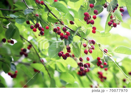 シデザクラの実、赤く色づく 70077970