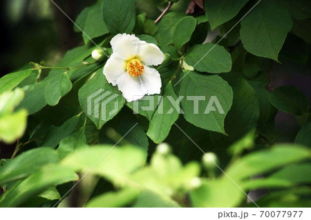 ヒメシャラの開花 70077977