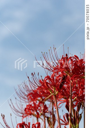 紅いの彼岸花と空のコピースペース 70078035