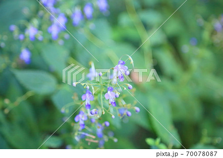 カリガネソウの花 カリガネソウの花 70078087