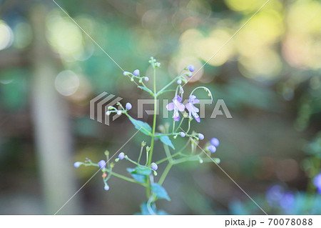 カリガネソウの花 70078088