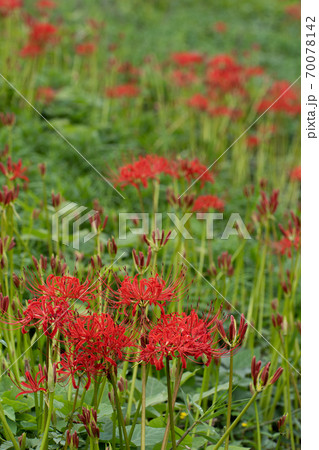 秋の野原の彼岸花 秋の野原の彼岸花 70078142