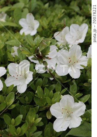 ツツジ 70078221