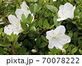 ツツジ 70078222